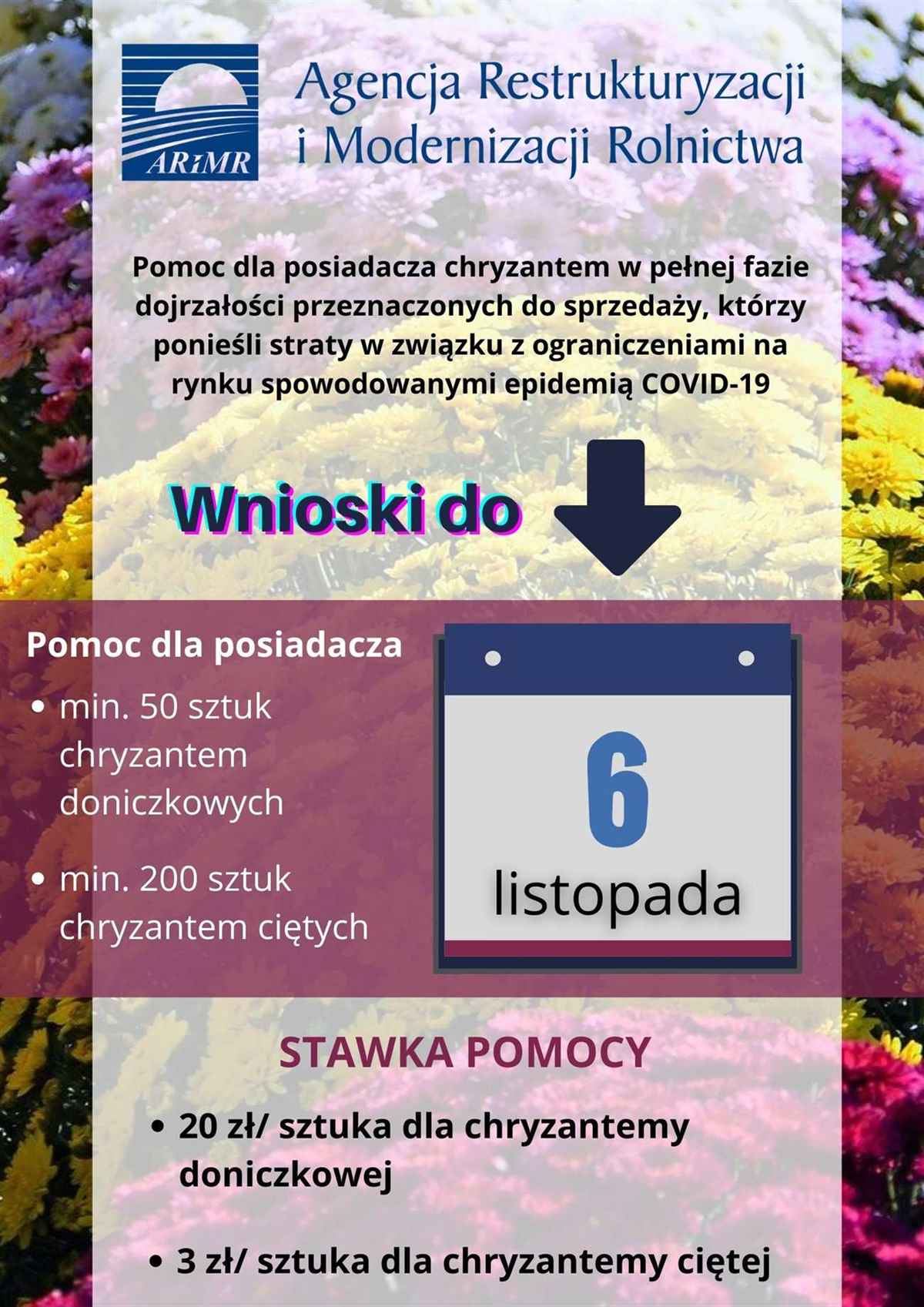 nabor-wnioskow-w-ramach-pomocy-dla-posiadaczy-chryzantem