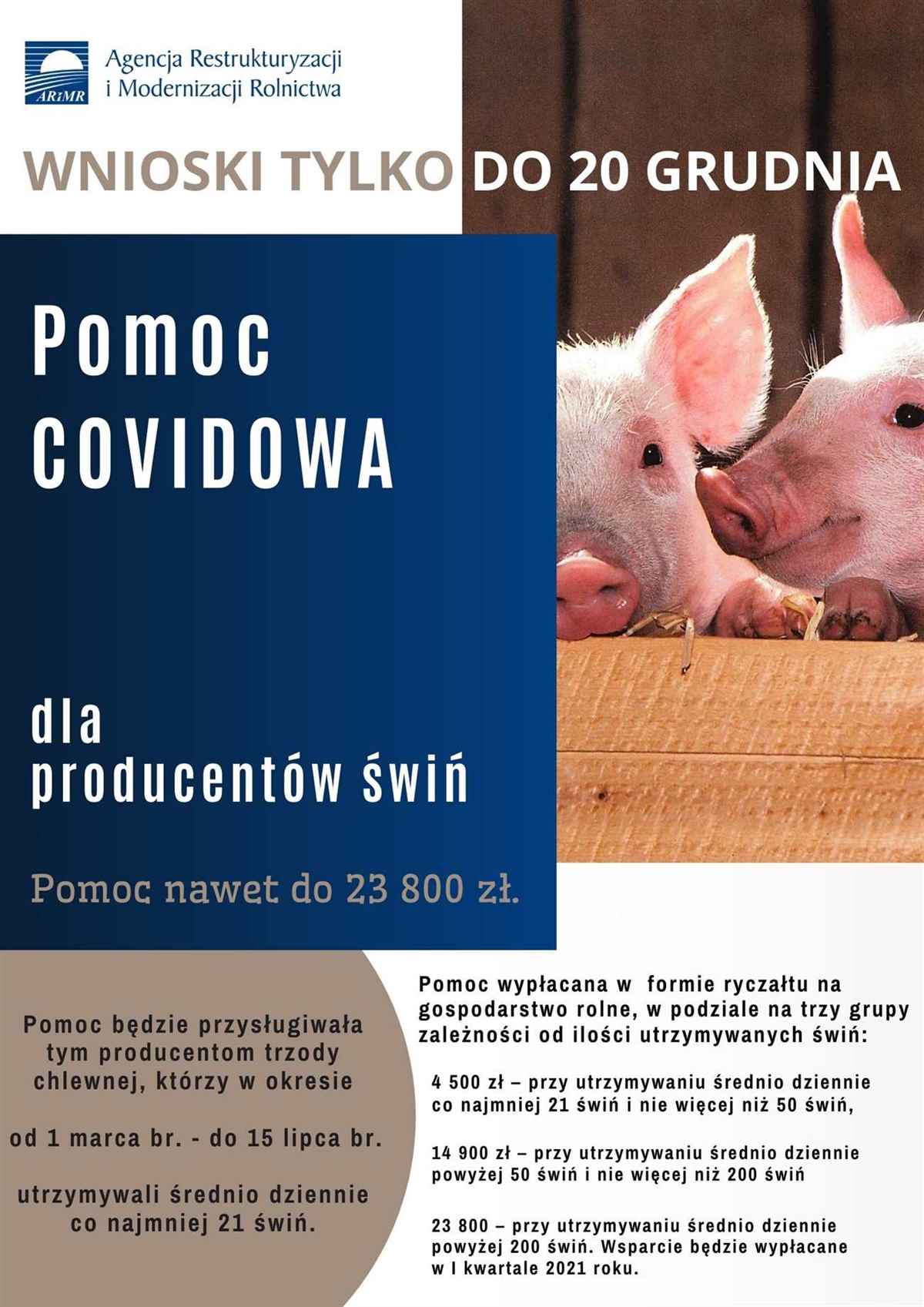 pomoc-covidowa-dla-producentow-trzody-chlewnej